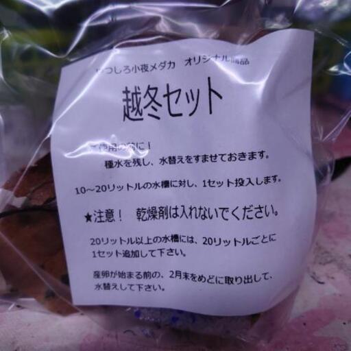めだかの越冬セット販売です 小夜めだか 八代のその他の中古あげます 譲ります ジモティーで不用品の処分