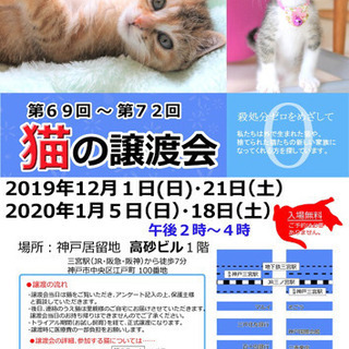 神戸市 猫の譲渡会です！の画像