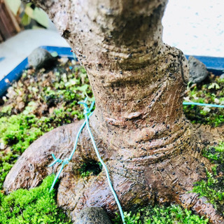 その他 盆栽 山もみじ（実生）樹齢 20年、樹高48cm.樹幅42cm