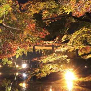 【本日】11/29 京都植物園ライトアップ