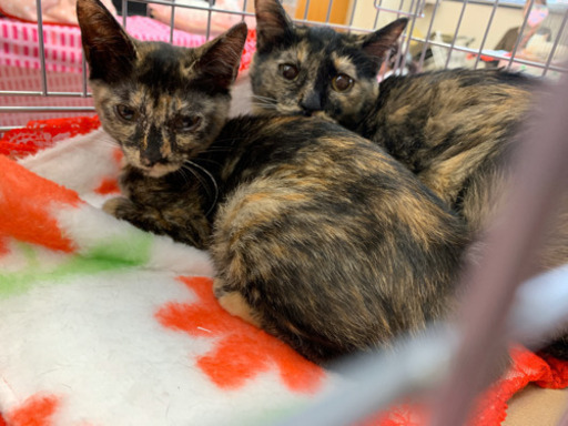 どうしてサビちゃんは不人気なの ねこネットあま 木田の猫の里親募集 ジモティー