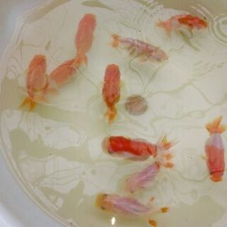 宇野系らんちゅう当歳魚10匹2000円！ (nayu0908) 北葛城のその他の中古 