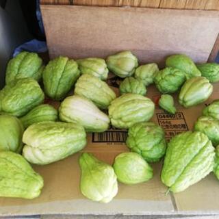 中古ハヤトウリが無料 格安で買える ジモティー