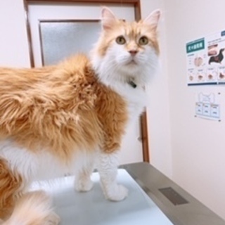 メインクーンの女の子里親募集 プリベ動物病院 運動公園前の猫の里親募集 ジモティー メインクーンの女の子里親募集 プリベ動物病院 運動公園前の猫の里親募集 ジモティー