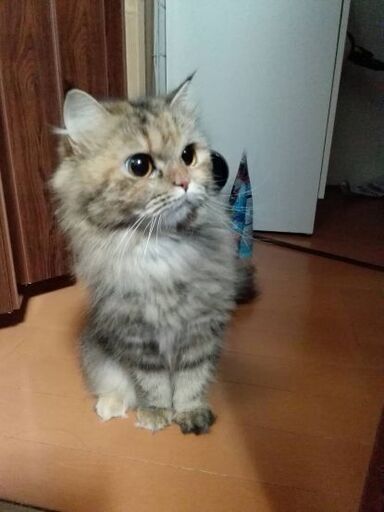 猫 チンチラ 里親 長崎 猫 チンチラ 里親 長崎