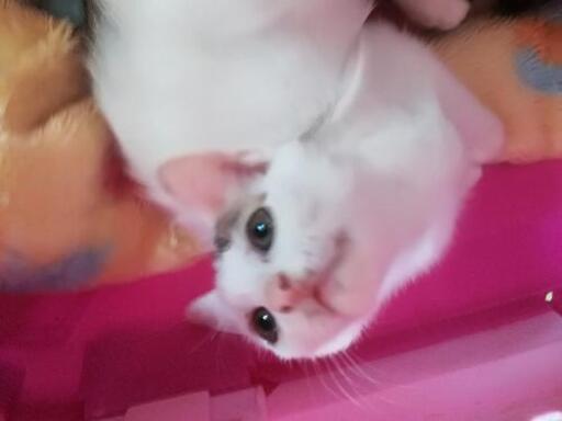 白くて可愛い仔猫さん ニアちゃんです ゆりこん 高鷲の猫の里親募集 ジモティー 白くて可愛い仔猫さん ニアちゃんです ゆりこん 高鷲の猫の里親募集 ジモティー