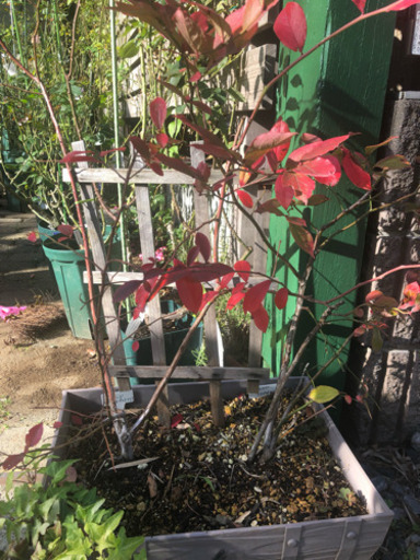 ブルーベリー 苗木 鉢植え