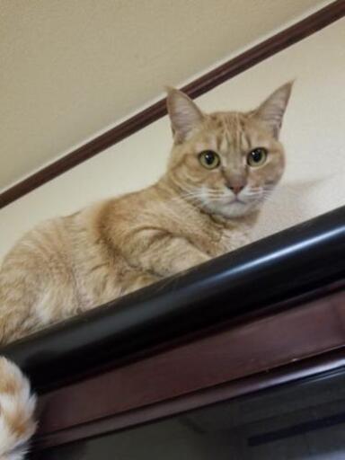 茶トラ柄のメス猫です (あやね) 西小倉の猫の里親募集|ジモティー