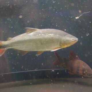 ドラードフィッシュ(値下げしました) ドラードフィッシュ(値下げしました)