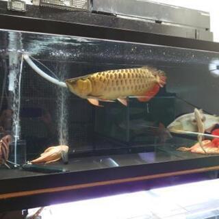 ドラードフィッシュ(値下げしました)