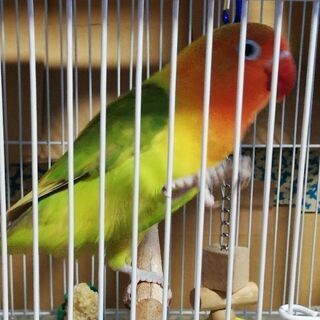 ボタンインコ　オス　1才