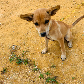 沖縄県の子犬 里親募集 ジモティー