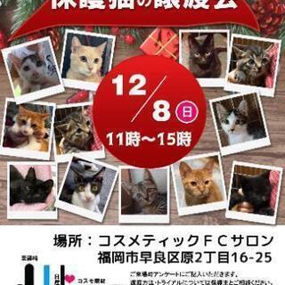 猫ちゃんの譲渡会🎵IN福岡の画像