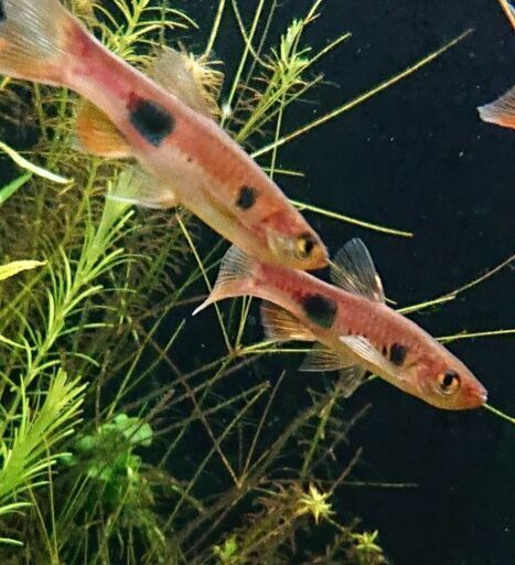 ラスボラ カロクロマ 熱帯魚 アクアリウム ジモティーアクア 宮之阪のその他の中古あげます 譲ります ジモティーで不用品の処分