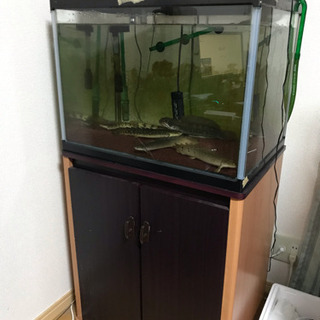 60cmワイド水槽セット