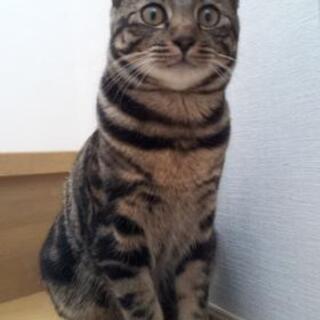 迷い猫❗コロくん探してます。埼玉県吉川市。