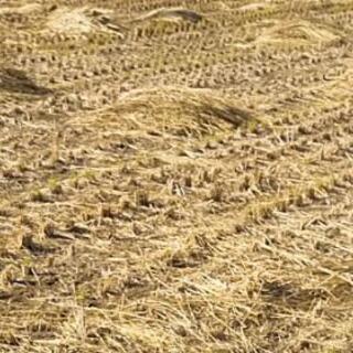 稲藁🌾良い土になりますように✨