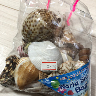 沖縄で購入　貝殻