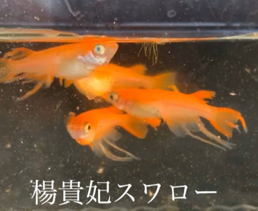 めだか販売