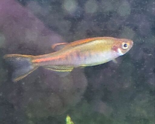 オレンジグリッター ダニオ 水草アクアリウム熱帯魚 ジモティーアクア 宮之阪のその他の中古あげます 譲ります ジモティーで不用品の処分