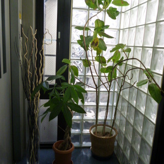 観葉植物、玄関飾り（一つでも可）