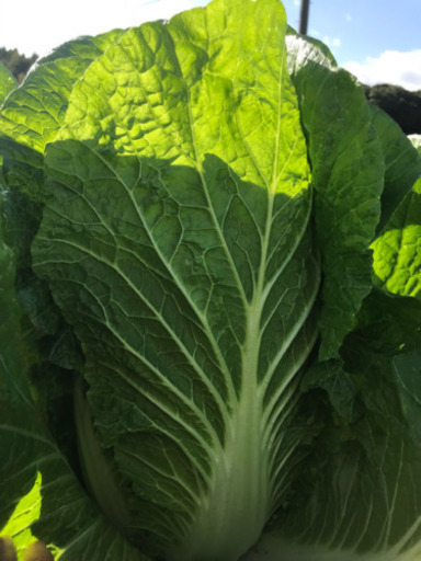はるベジ 新鮮 白菜 父が一生懸命育てたお野菜販売中 はるベジ 松江のその他の中古あげます 譲ります ジモティーで不用品の処分