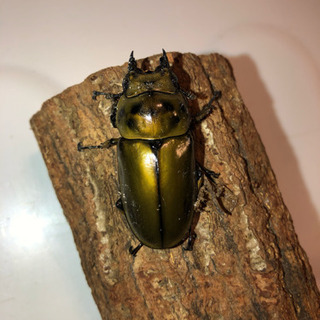 ババオウゴンオニクワガタ 新成虫 クリスマス限定価格 トリプル ♂♂♀ ババオウゴンオニクワガタ 新成虫 クリスマス限定価格 トリプル ♂♂♀