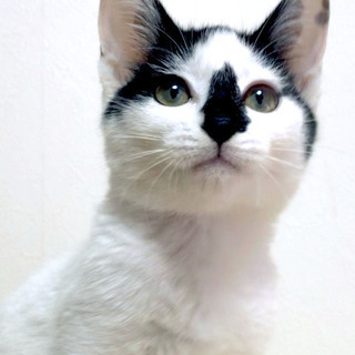 12月22日(日) 猫の譲渡会 名古屋市守山区 動物医療センターもりやま犬と猫の病院　みなと猫の会 主催 - 名古屋市