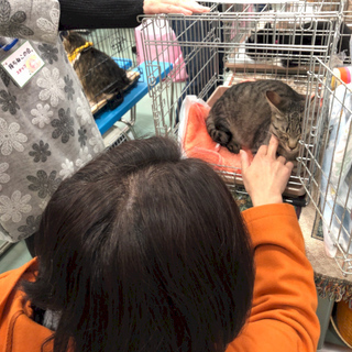 2/23(日) 名古屋市動物愛護センター主催　猫の譲渡会 − 愛知県