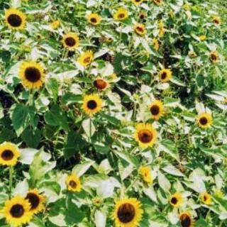 ひまわり 広告の無料掲載 ジモティー
