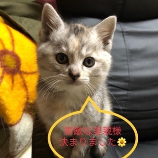 子猫の里親さん探しています※里親様決まりました。