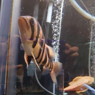 熱帯魚(古代魚・古代魚)まとめて売ります(値下げ) 【公式通販】
