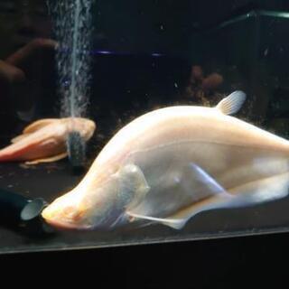 熱帯魚(古代魚・古代魚)まとめて売ります(値下げ)