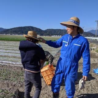 玉ねぎの植え付け − 佐賀県