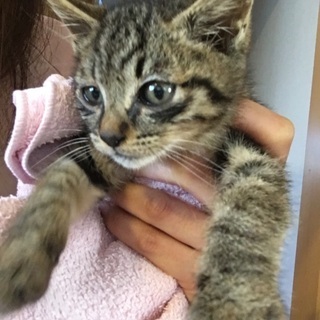 愛知県 春日井市のメス メス 猫の里親募集 ジモティー 愛知県 春日井市のメス メス 猫の里親募集 ジモティー
