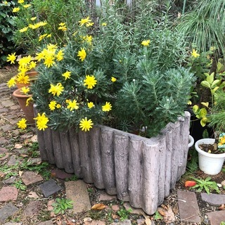 大型プランター 中の植物もセットでどうぞ～