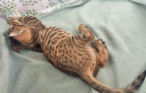 よく懐いて可愛い ベンガル柄入りキジトラ アメショ柄入り茶トラ2か月2匹 リリー 成田の猫の里親募集 ジモティー