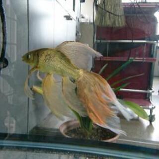 値下げ   超希少  大きな鉄魚 値下げ 超希少 大きな鉄魚