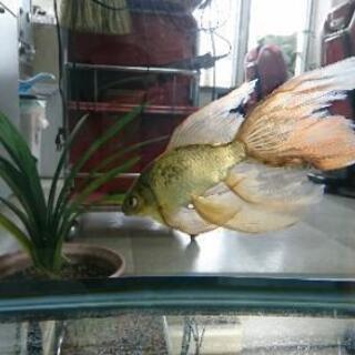 値下げ 超希少 大きな鉄魚 【公式通販】