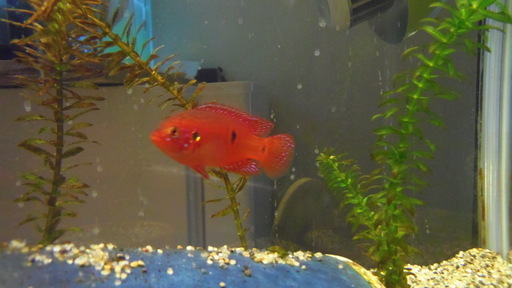 熱帯魚 へミクロミス パイネイレッド 成魚5匹引取限定 Taku 佐原のその他の中古あげます 譲ります ジモティーで不用品の処分 熱帯魚 へミクロミス パイネイレッド 成魚5匹引取限定 Taku 佐原のその他の中古あげます 譲ります ジモティーで不用品の処分