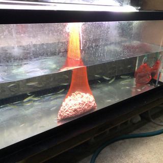 1500.600.600アクリル水槽  綺麗です。 1500.600.600アクリル水槽 綺麗です。