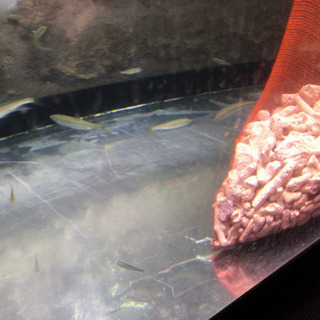 1500.600.600アクリル水槽 綺麗です。