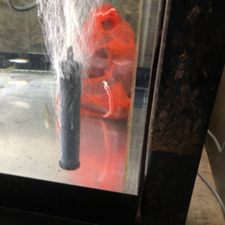 1500.600.600アクリル水槽 綺麗です。