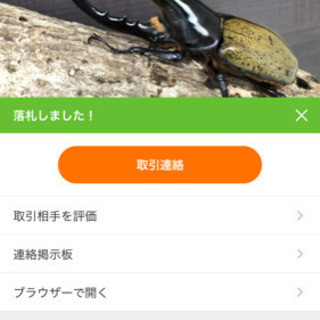 ヘラクレスオオカブト幼虫初令〜3令後期