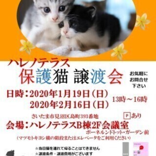 2020年1月19日　ハレノテラス保護猫譲渡会の画像