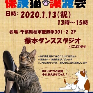 2020年1月13日（祝）　猫カフェ風保護猫譲渡会　in　根本ダ...