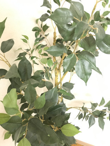 ニトリ人工観葉植物160 しぶや 郡山のオフィス用家具 その他 の中古あげます 譲ります ジモティーで不用品の処分 ニトリ人工観葉植物160 しぶや 郡山のオフィス用家具 その他 の中古あげます 譲ります ジモティーで不用品の処分