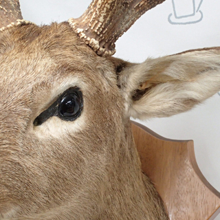 ♪ハンティングトロフィー 鹿の剥製 頭部 角 64W×125H♪