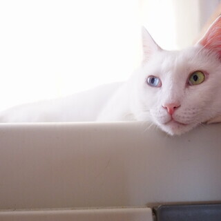 真っ白オッドアイの甘えた猫『ブラン』 - 里親募集
