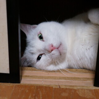 真っ白オッドアイの甘えた猫『ブラン』の画像